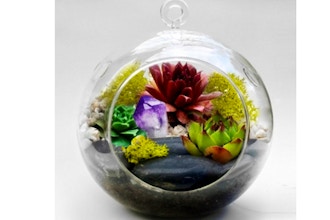 Plant Nite: Hanging Glass Globe w/ Large Black Rocks